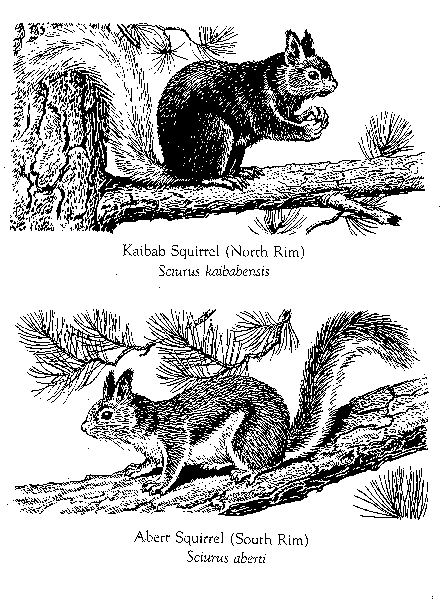 squirrels